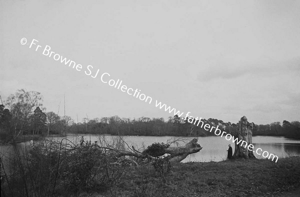 FALLEN TREE BY LAKE